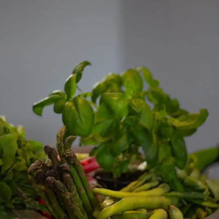 Location appartement vacances dans le sud de la france (02)